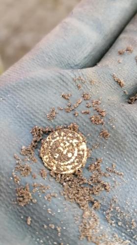 Tremissis-01-10-2020-2