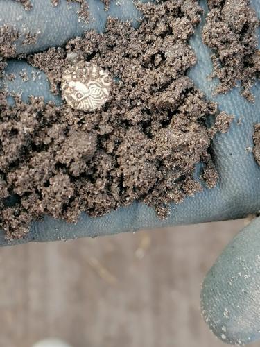 059 30-09-2020 11.37 Tremissis Garoaldus door Martin